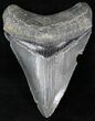 Sharp Megalodon Tooth - Venice, Florida #21679-1